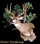 Mule deer wall pedestal with habitat mounted by Peters' Taxidermy 